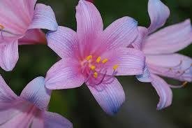 青い彼岸花は中国に実在するって本当？花言葉や藤の花との関係は？【鬼滅の刃】