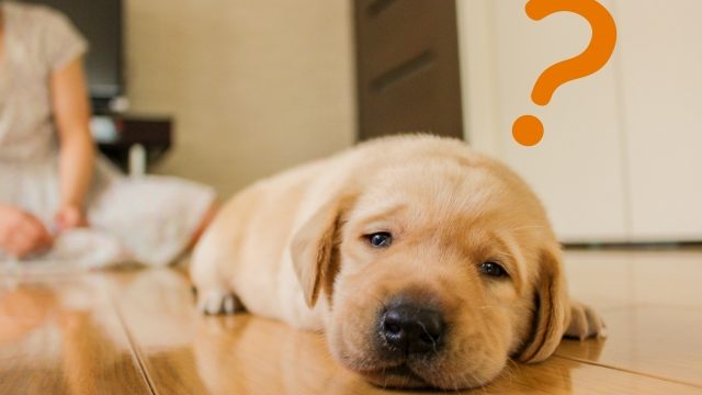 新婚おじキュンネタバレ感想あらすじは？見逃した再放送はある？【私の家政婦ナギサさん】